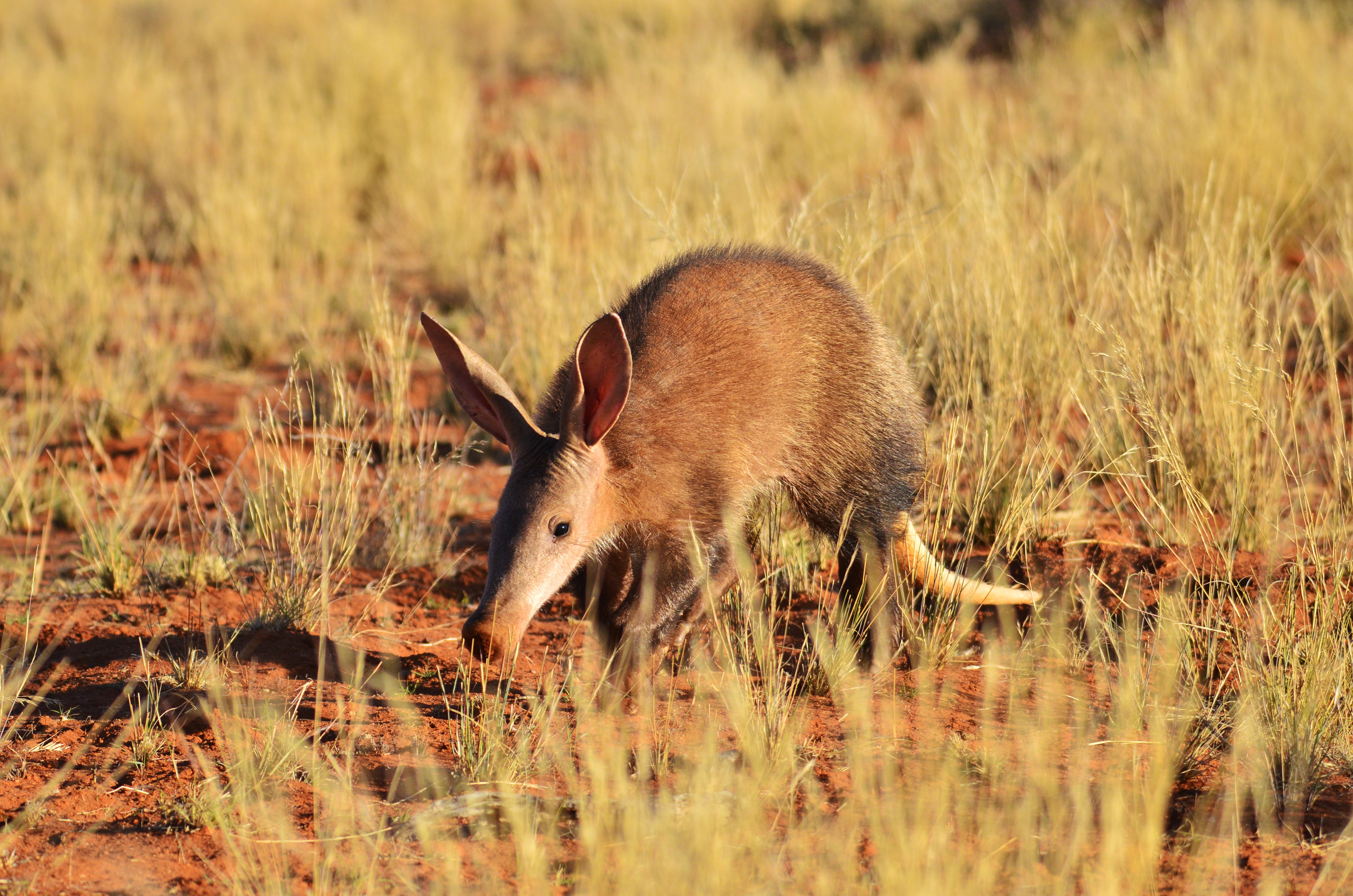 My week as an aardvark