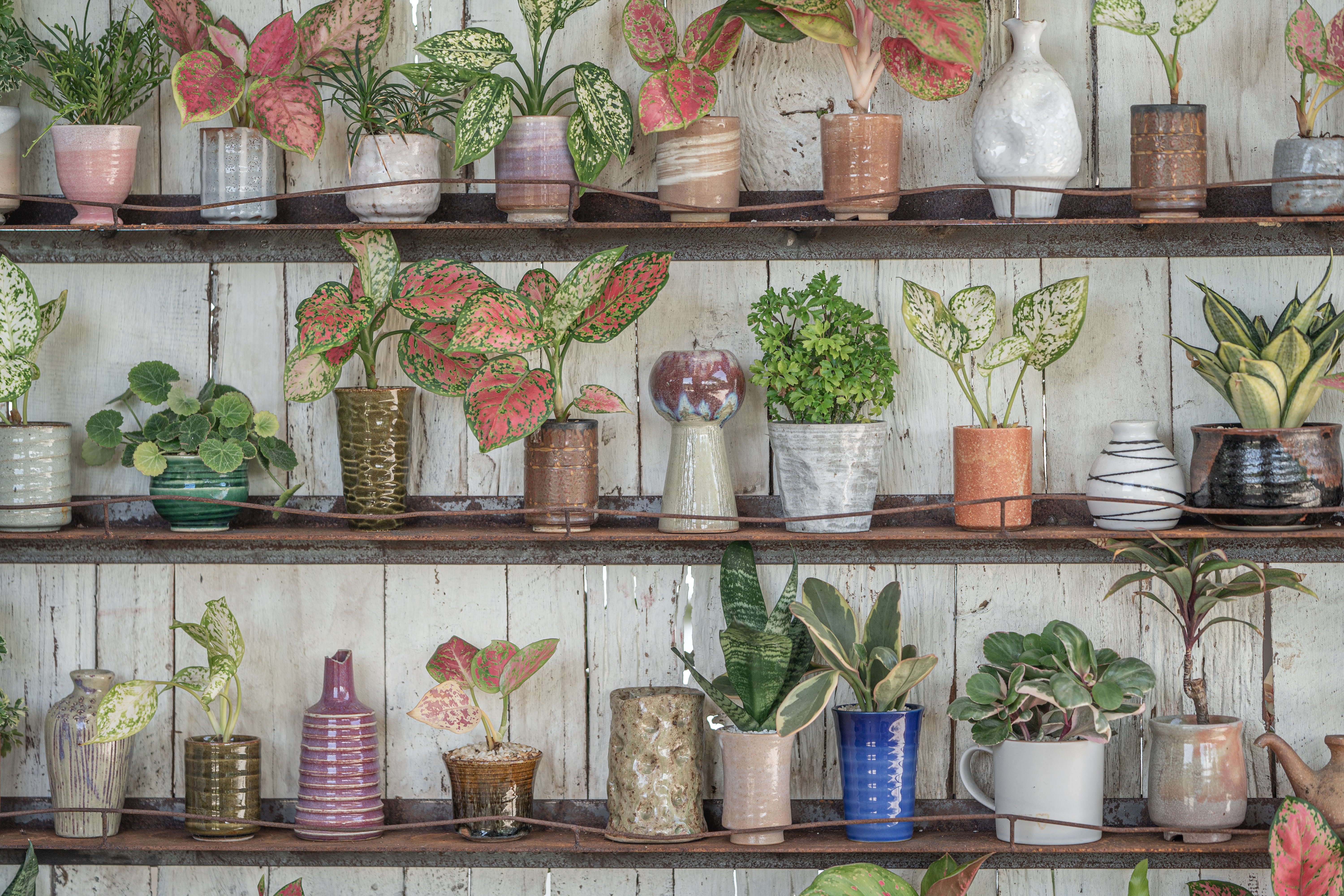 ‘Spring has sprung – and I’m in a plant panic’