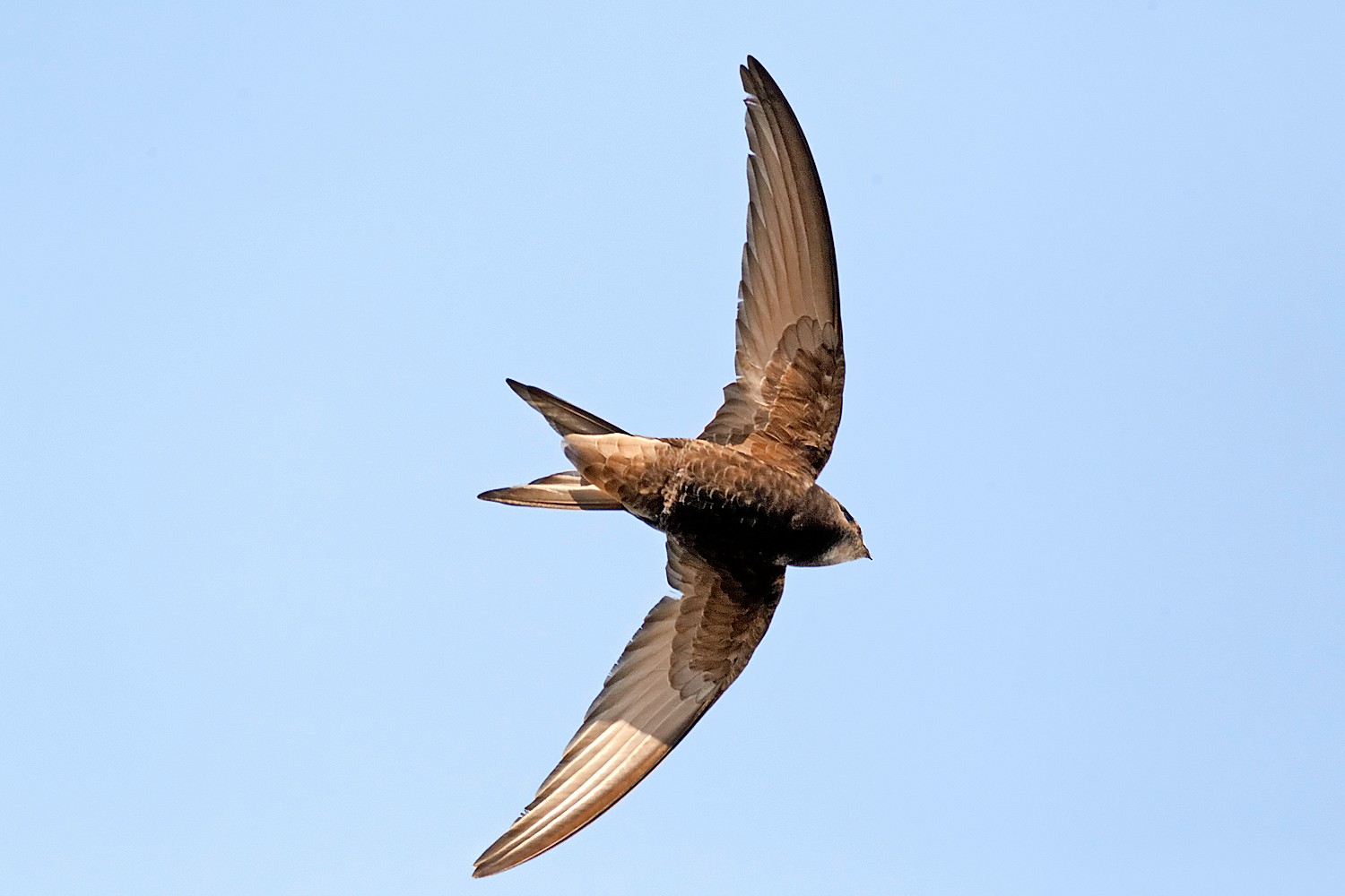 My week as a swift