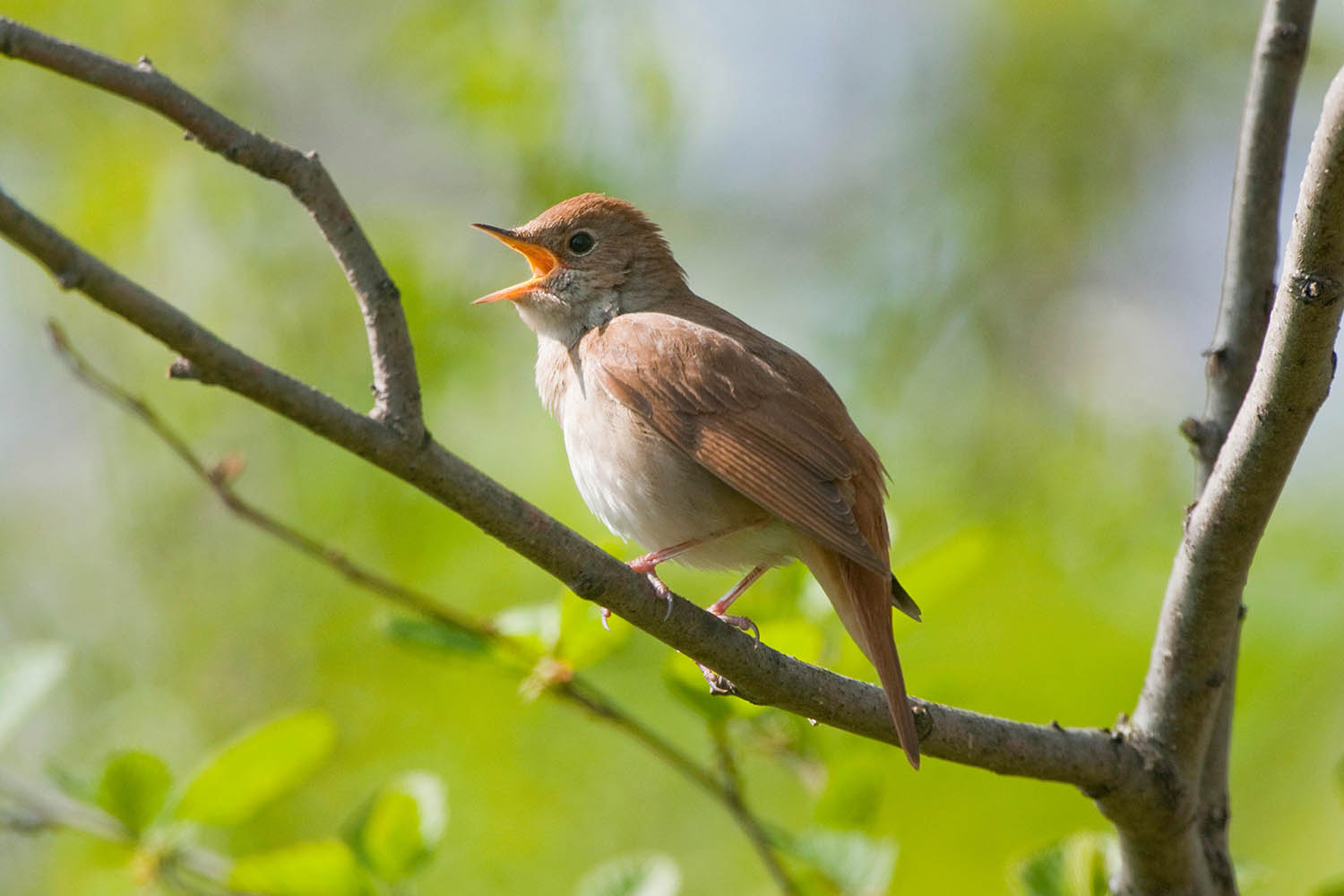 My week as a nightingale