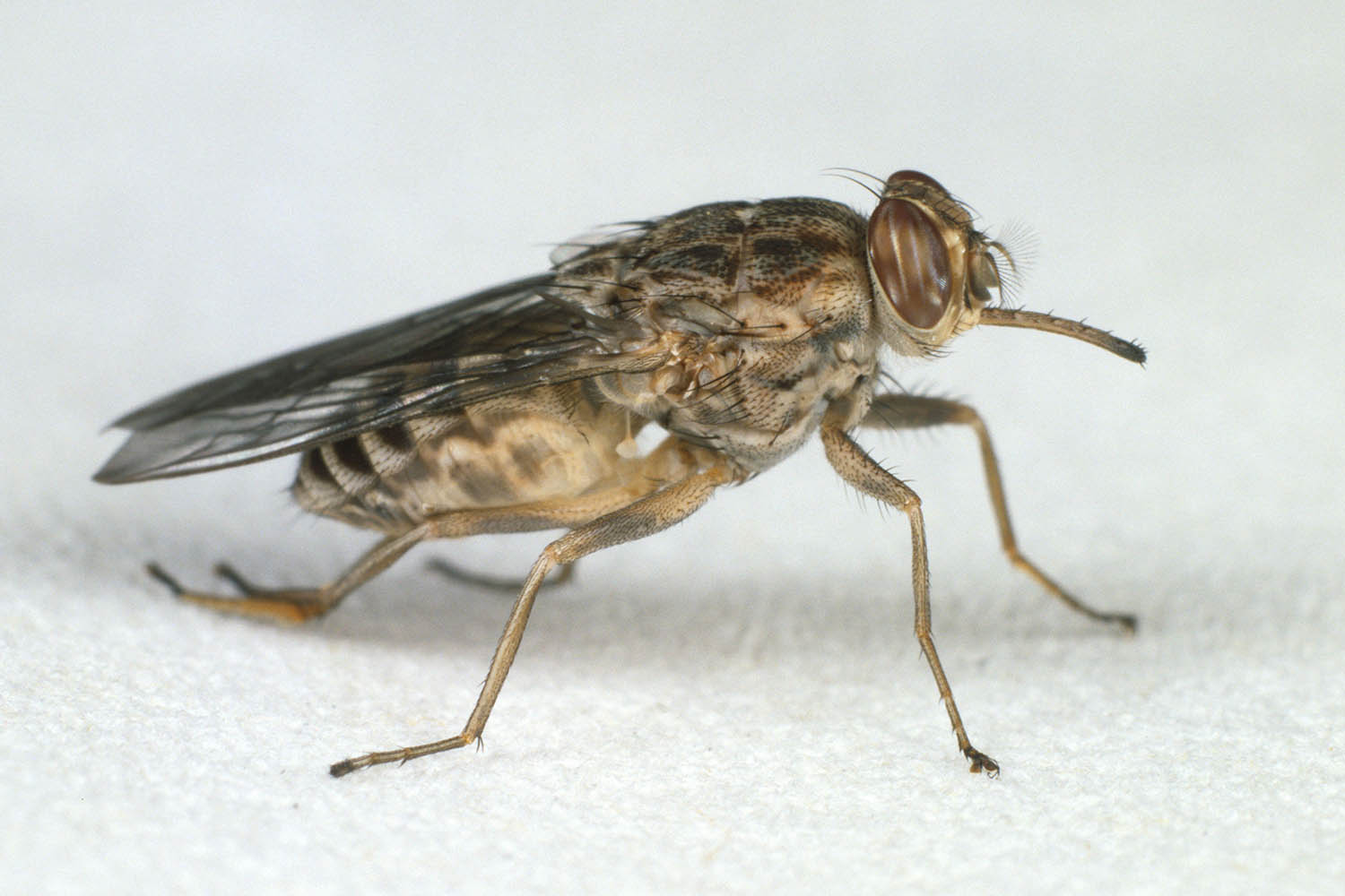 My week as a tsetse fly
