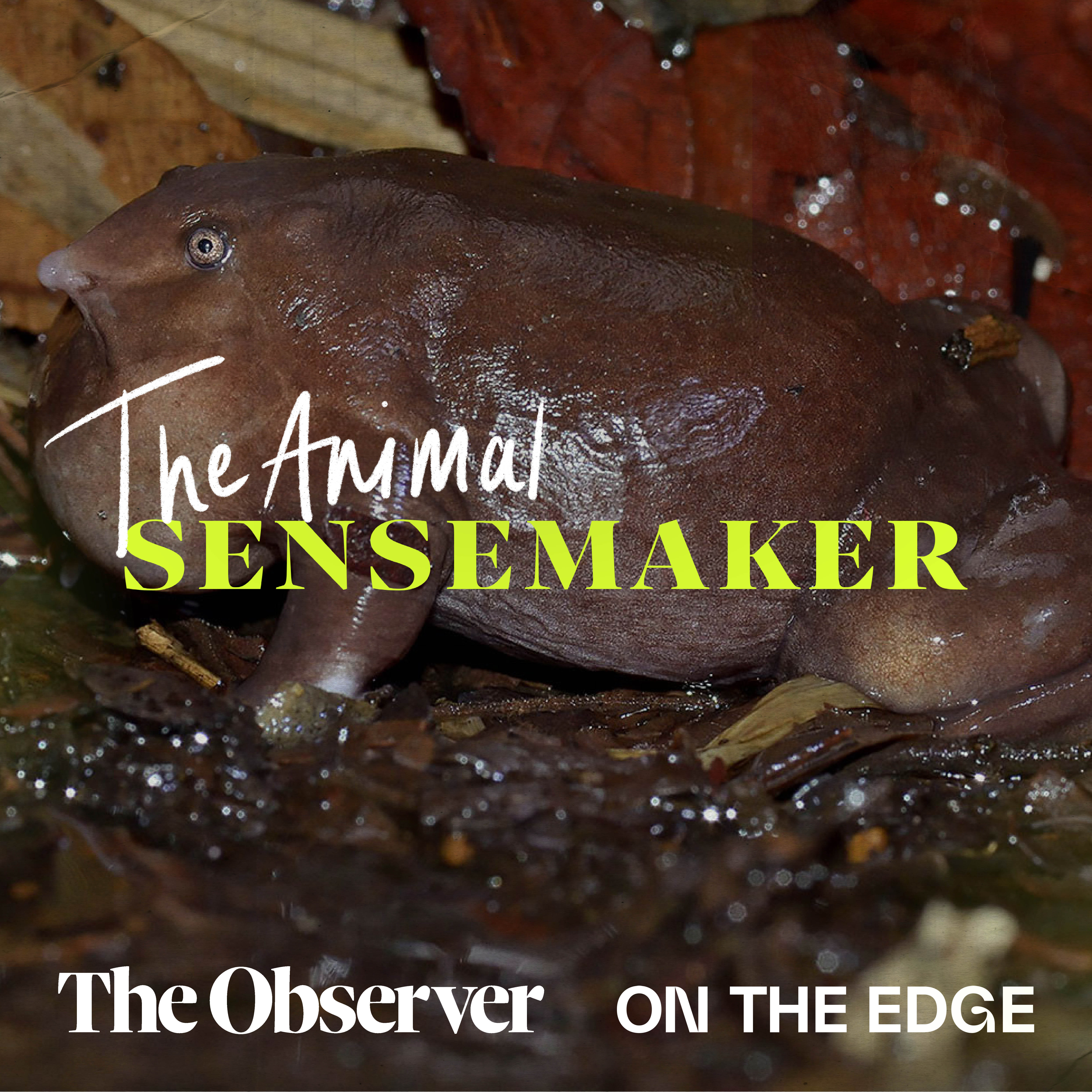 Purple frogs: an annual ritual