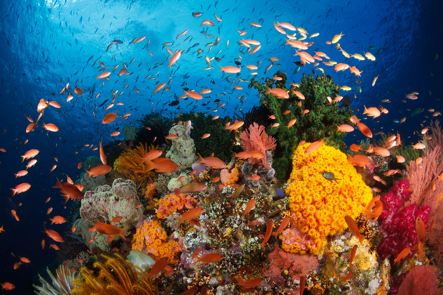The high seas treaty can turn the tide