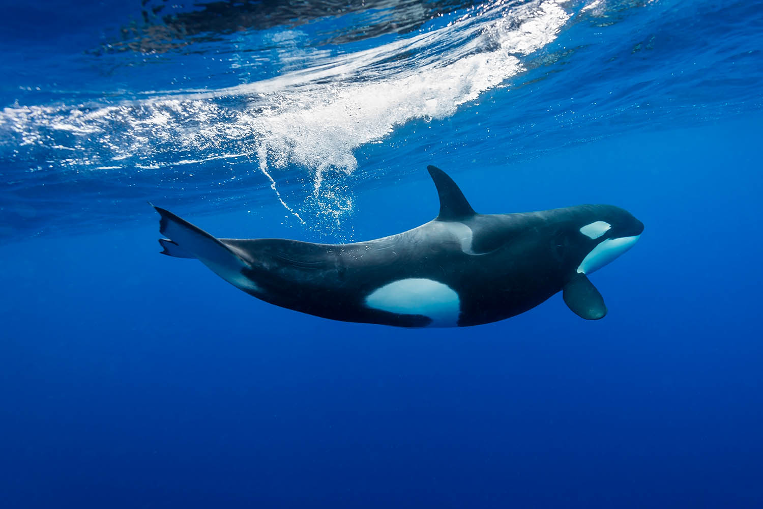 My week as a resident﻿ orca