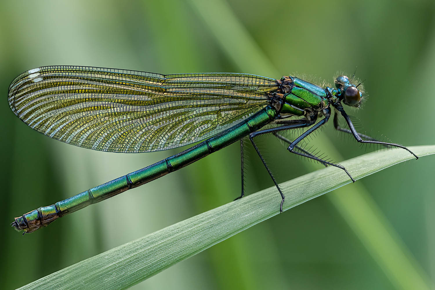 My week as an emperor dragonfly