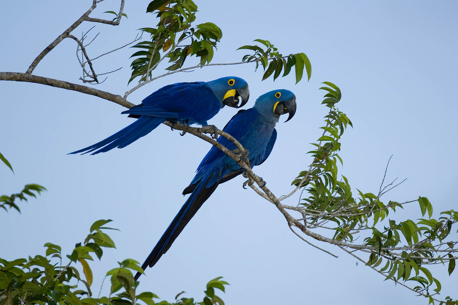 My week as a hyacinth macaw