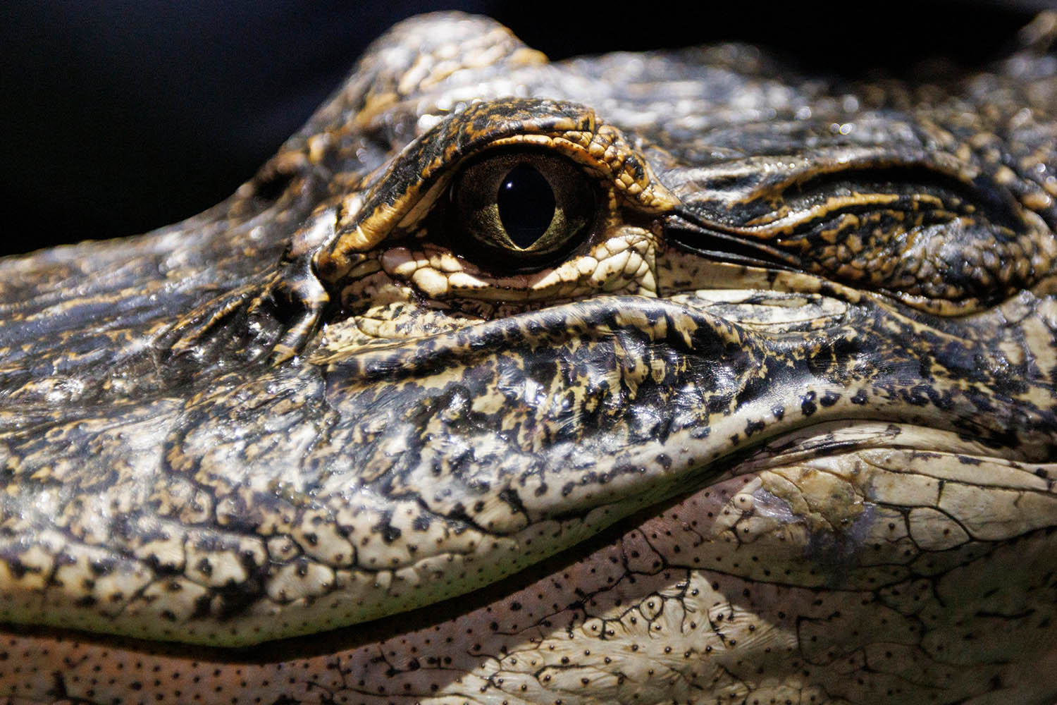 My week as an American alligator