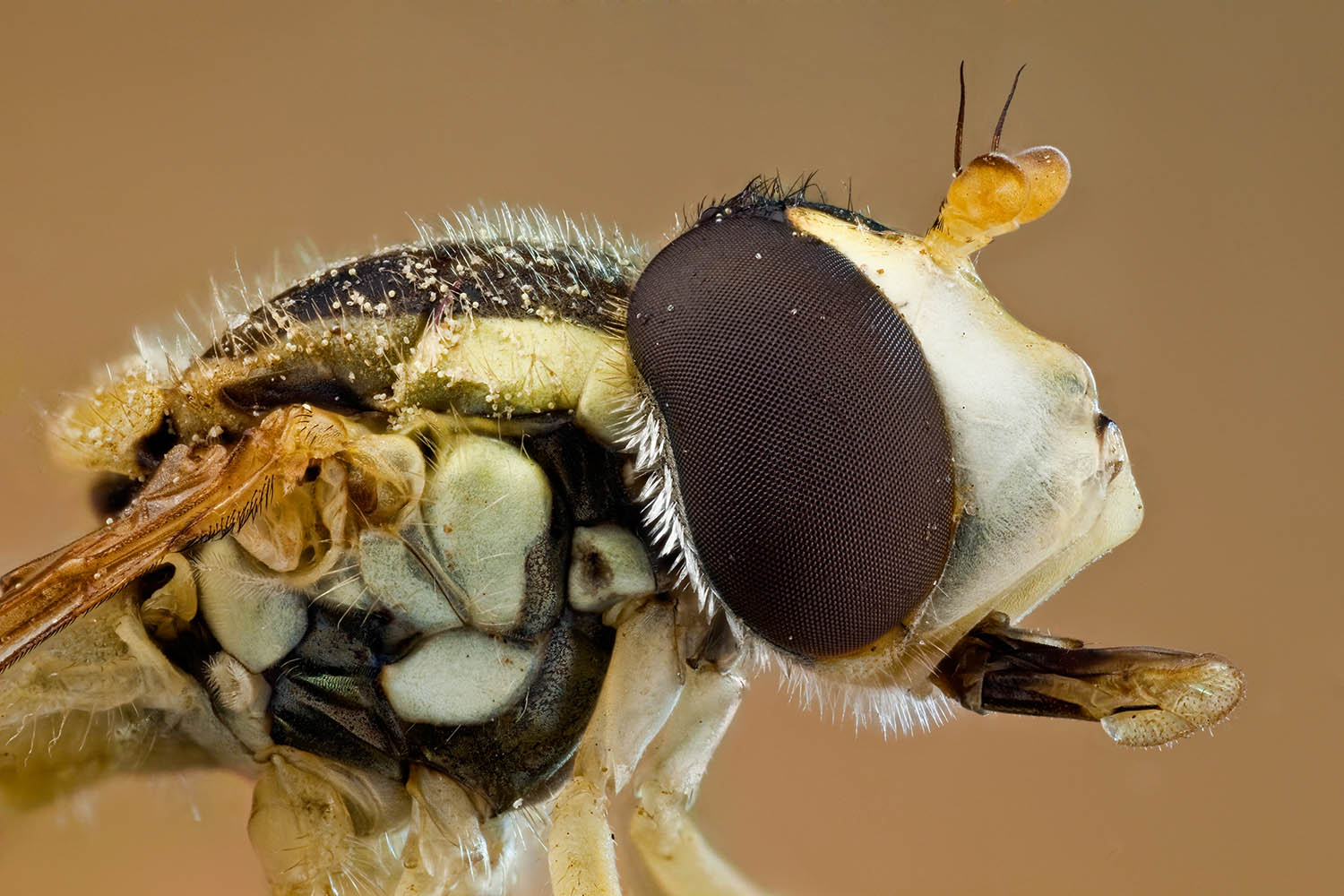 My week as a marmalade hoverfly