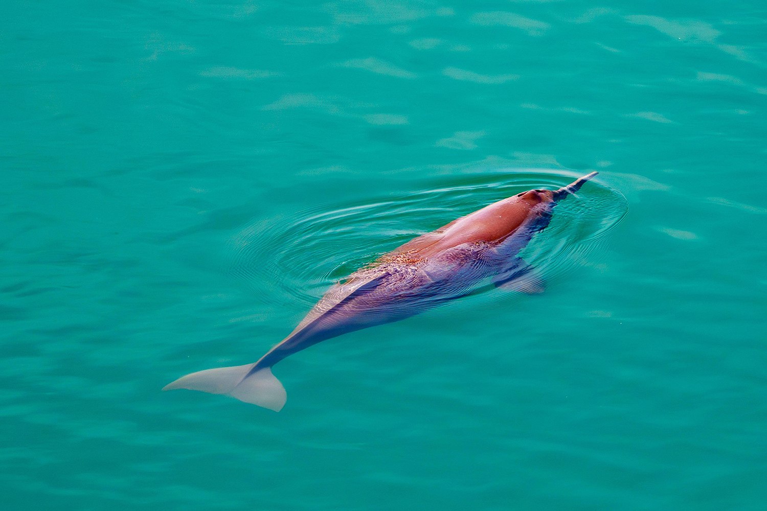 My week as a Ganges river dolphin