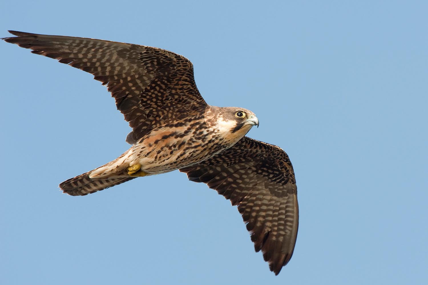 My week as an Eleonora’s falcon