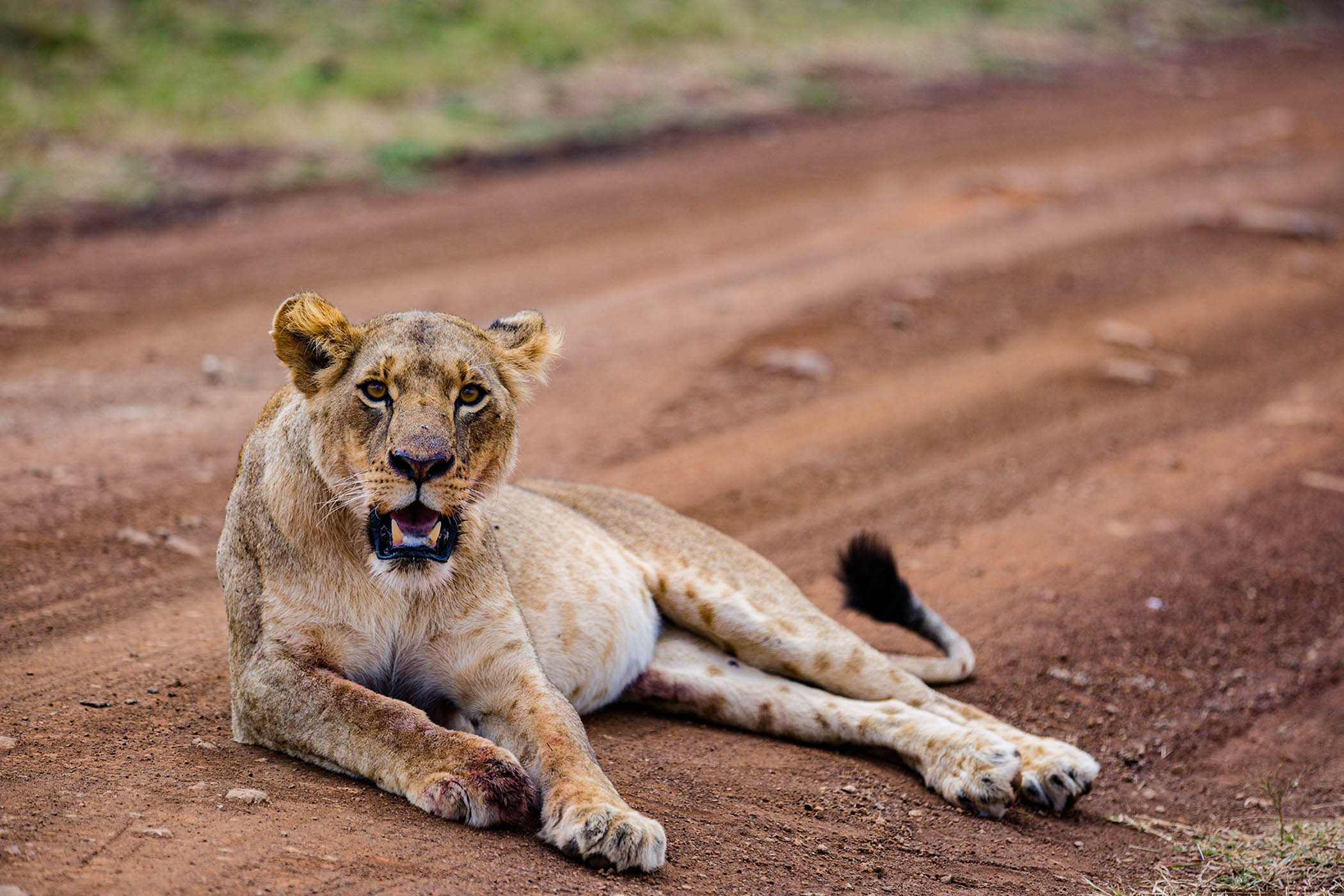 My week as a lion