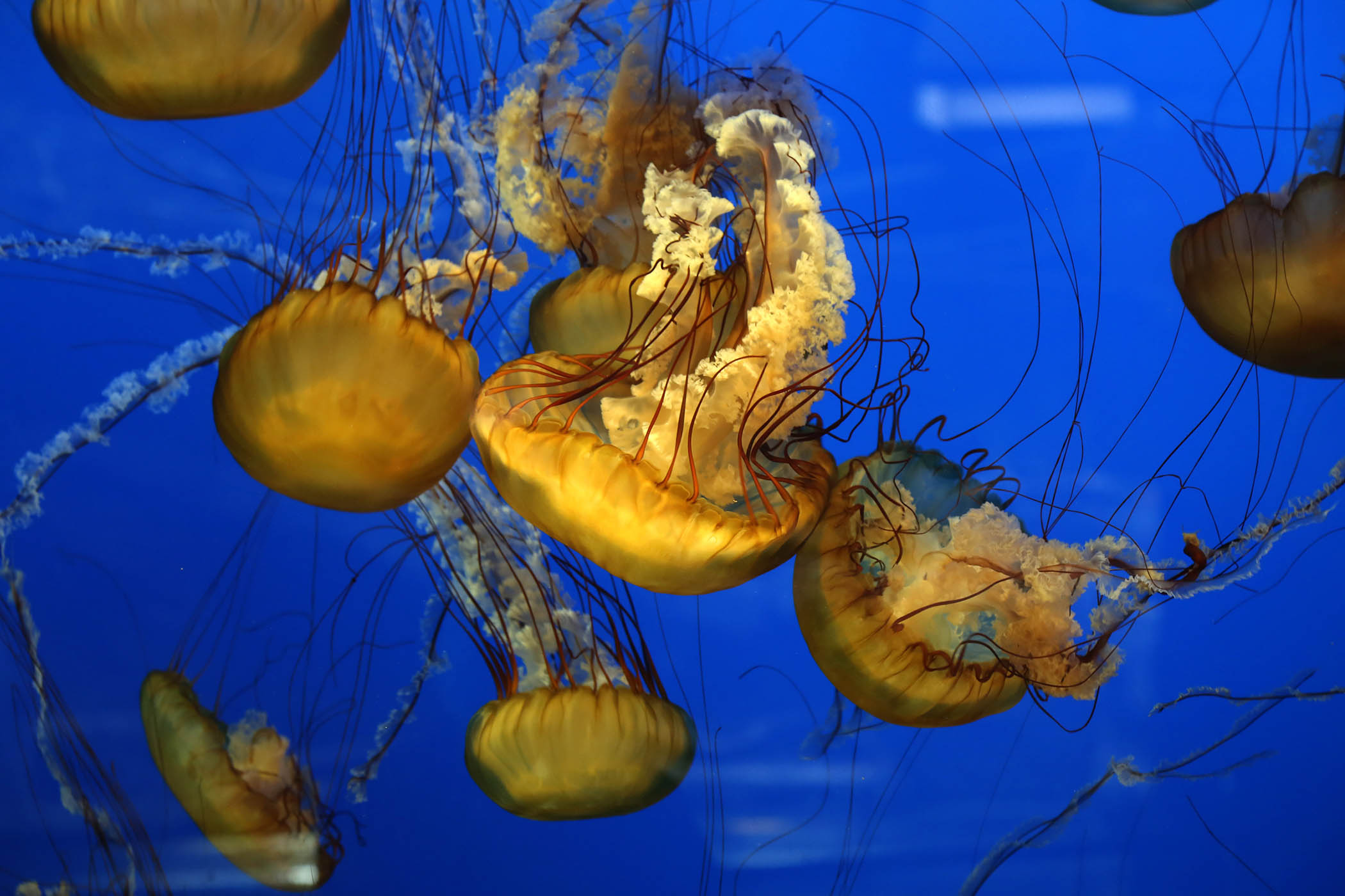 My week as a lion’s mane jellyfish