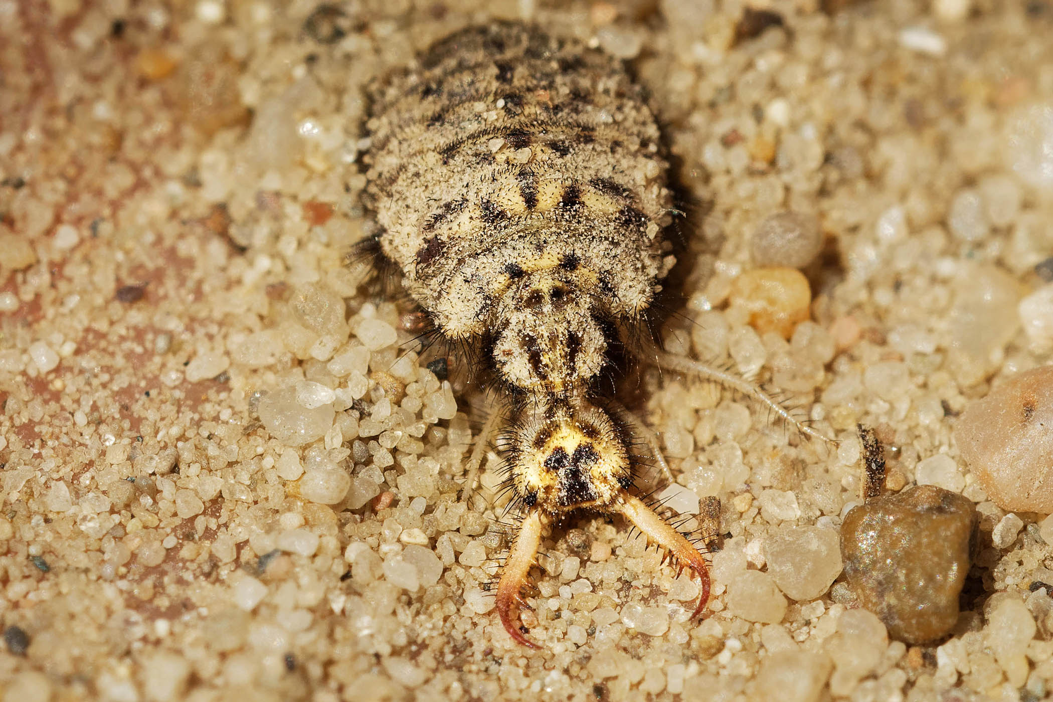 My week as an antlion