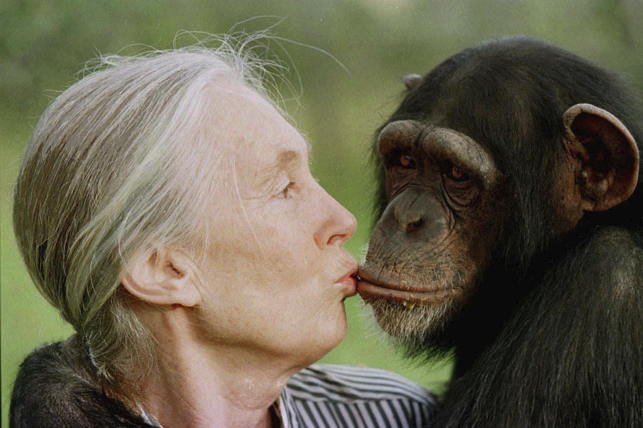 Jane Goodall, primatologist