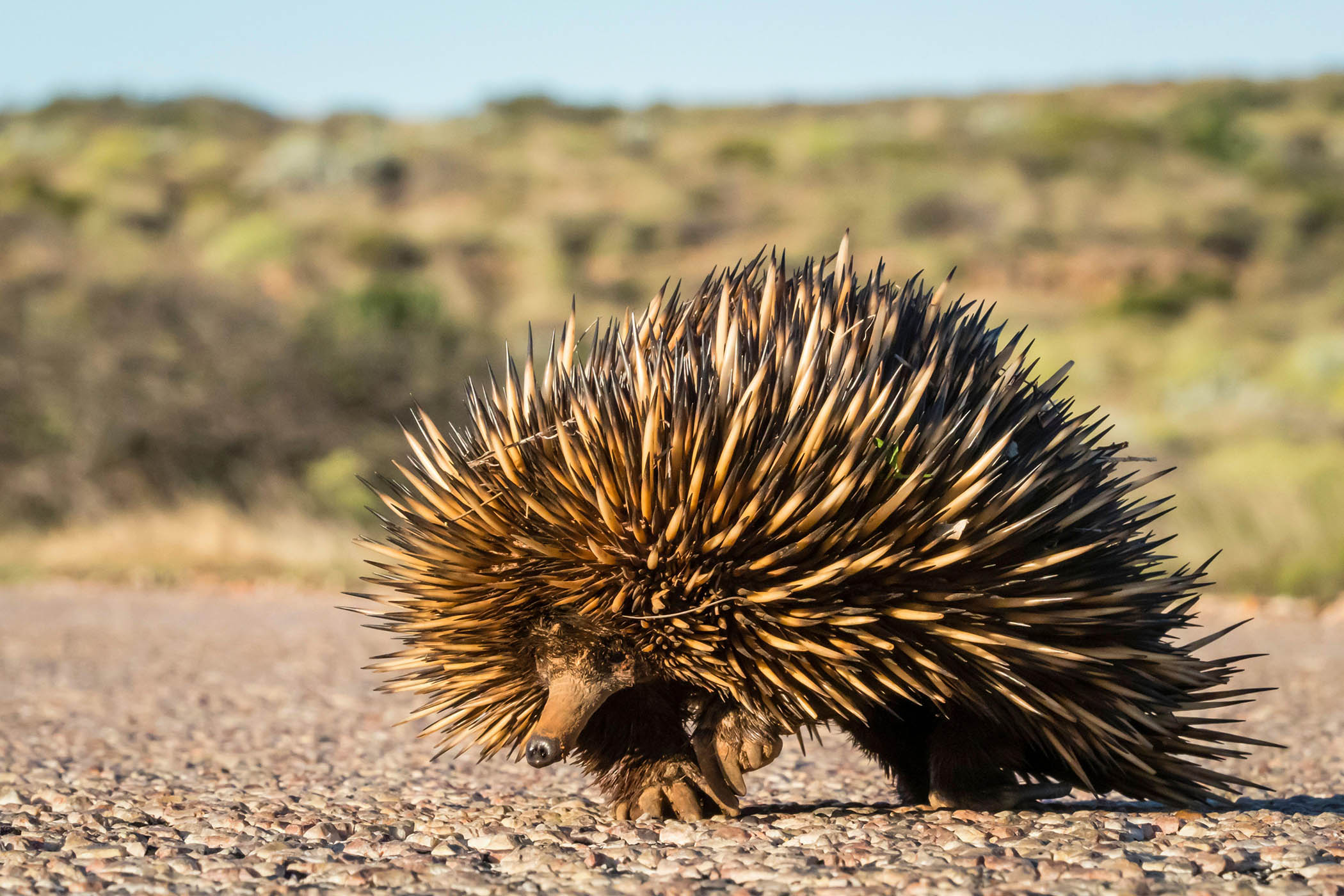 My week as a short-beaked echidna