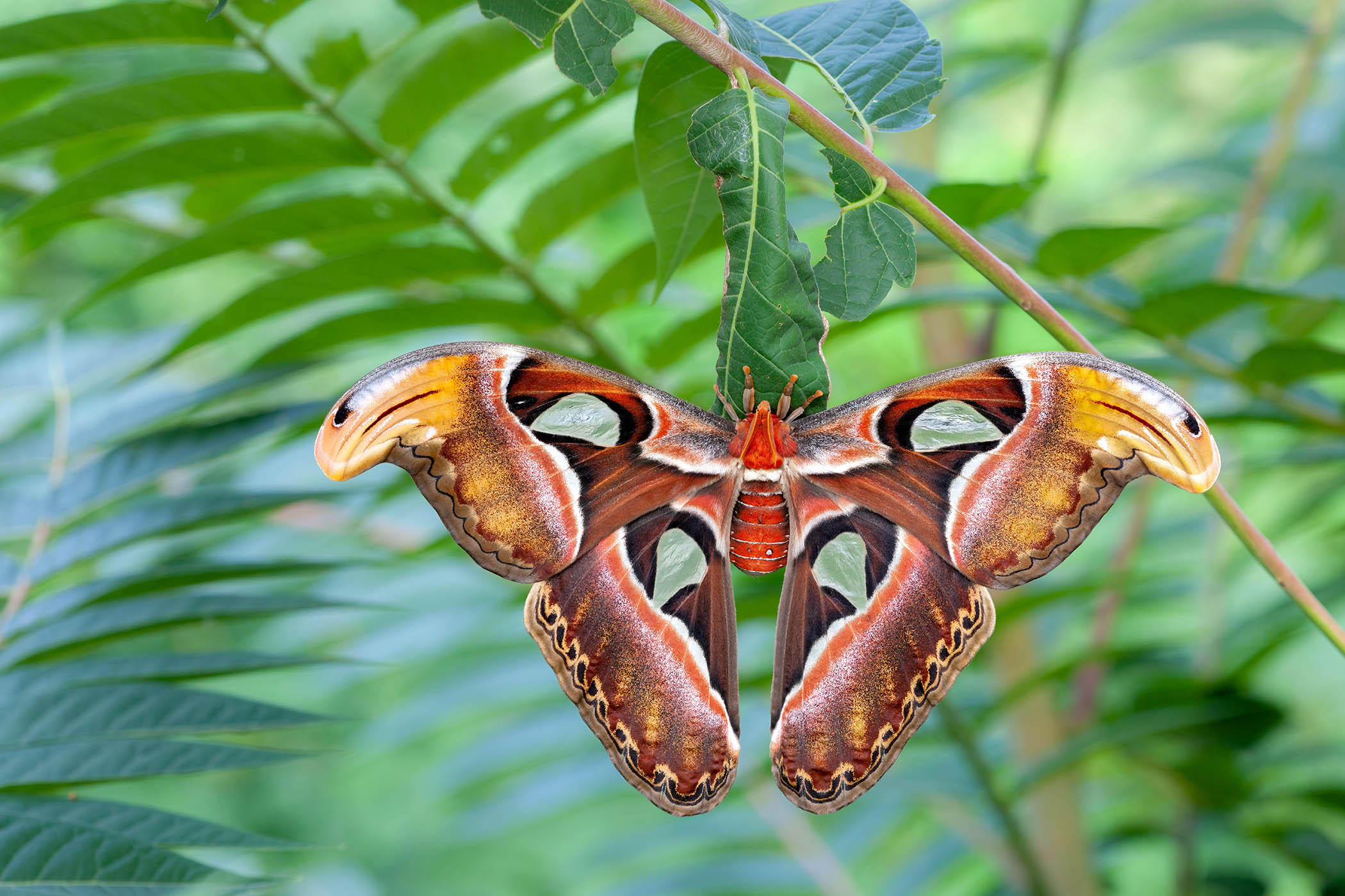 My week as an atlas moth
