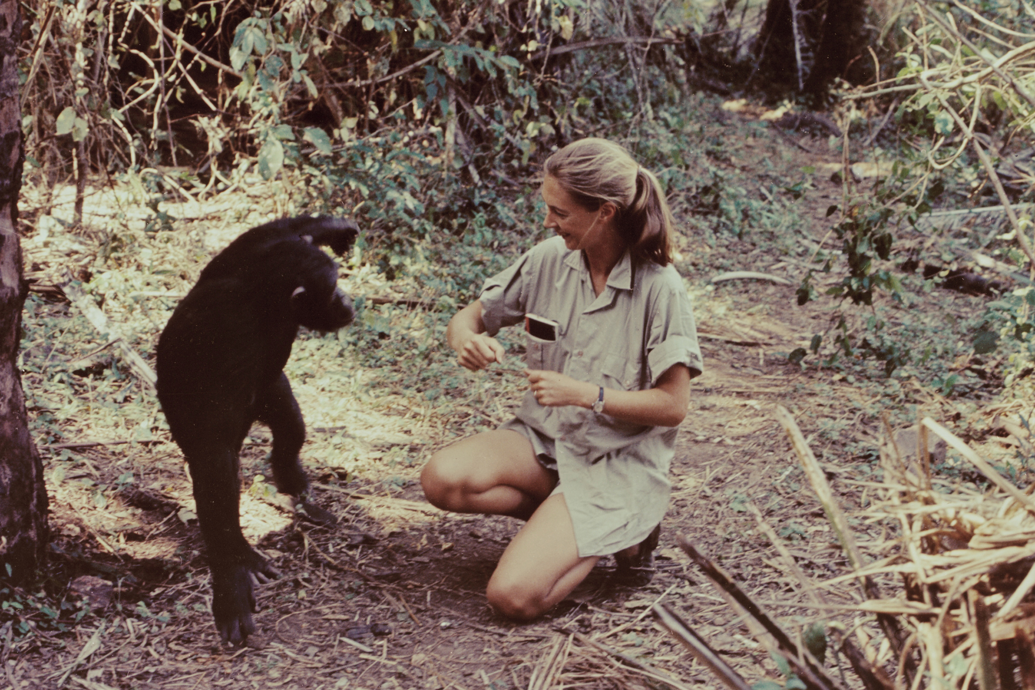 Jane Goodall, remembered by Robin McKie