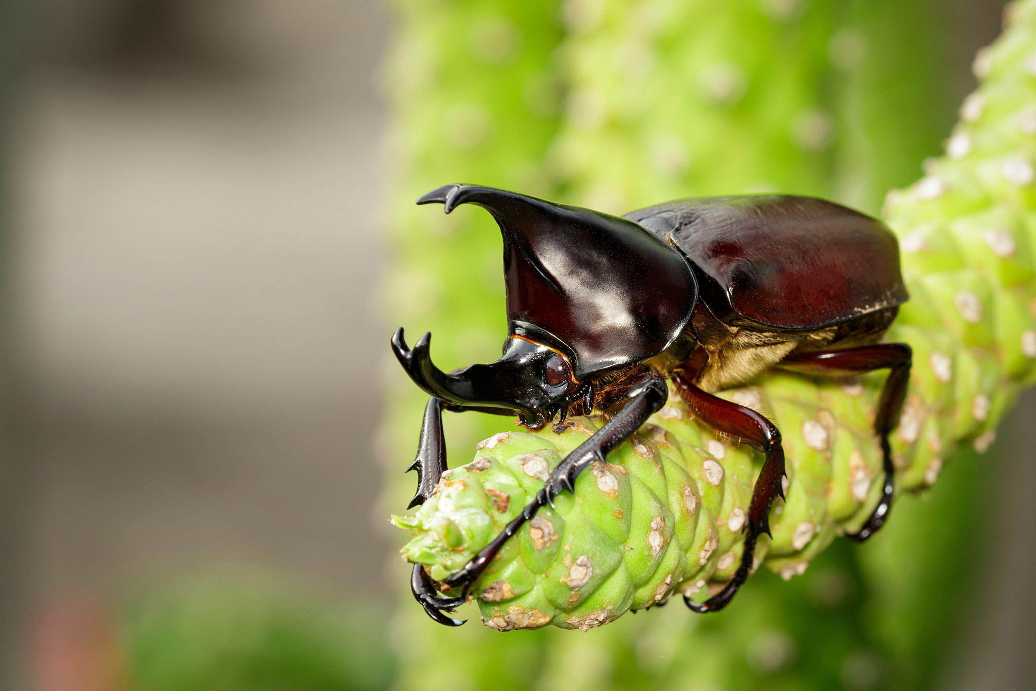 My week as a Hercules beetle