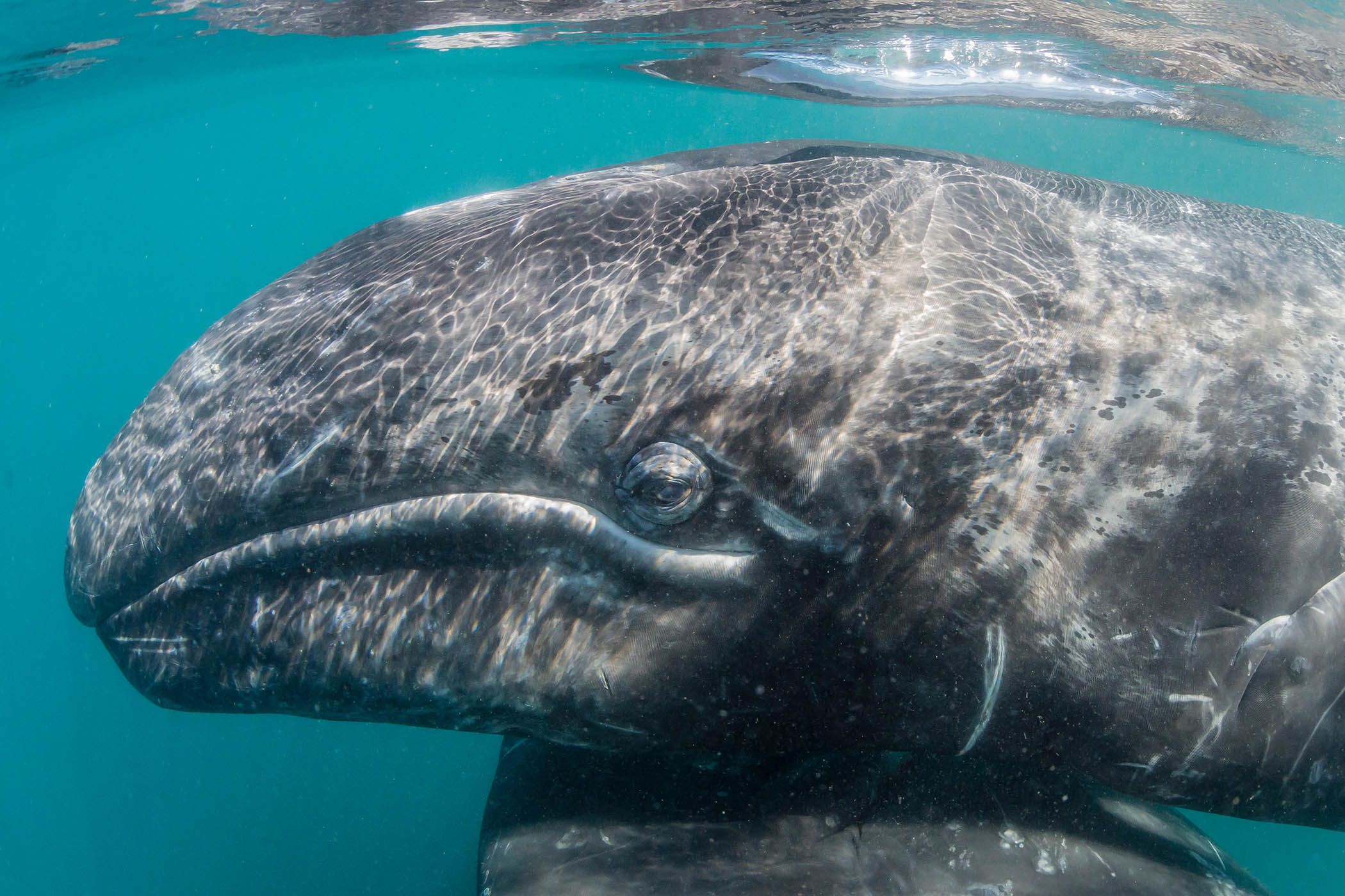 My week as a grey whale