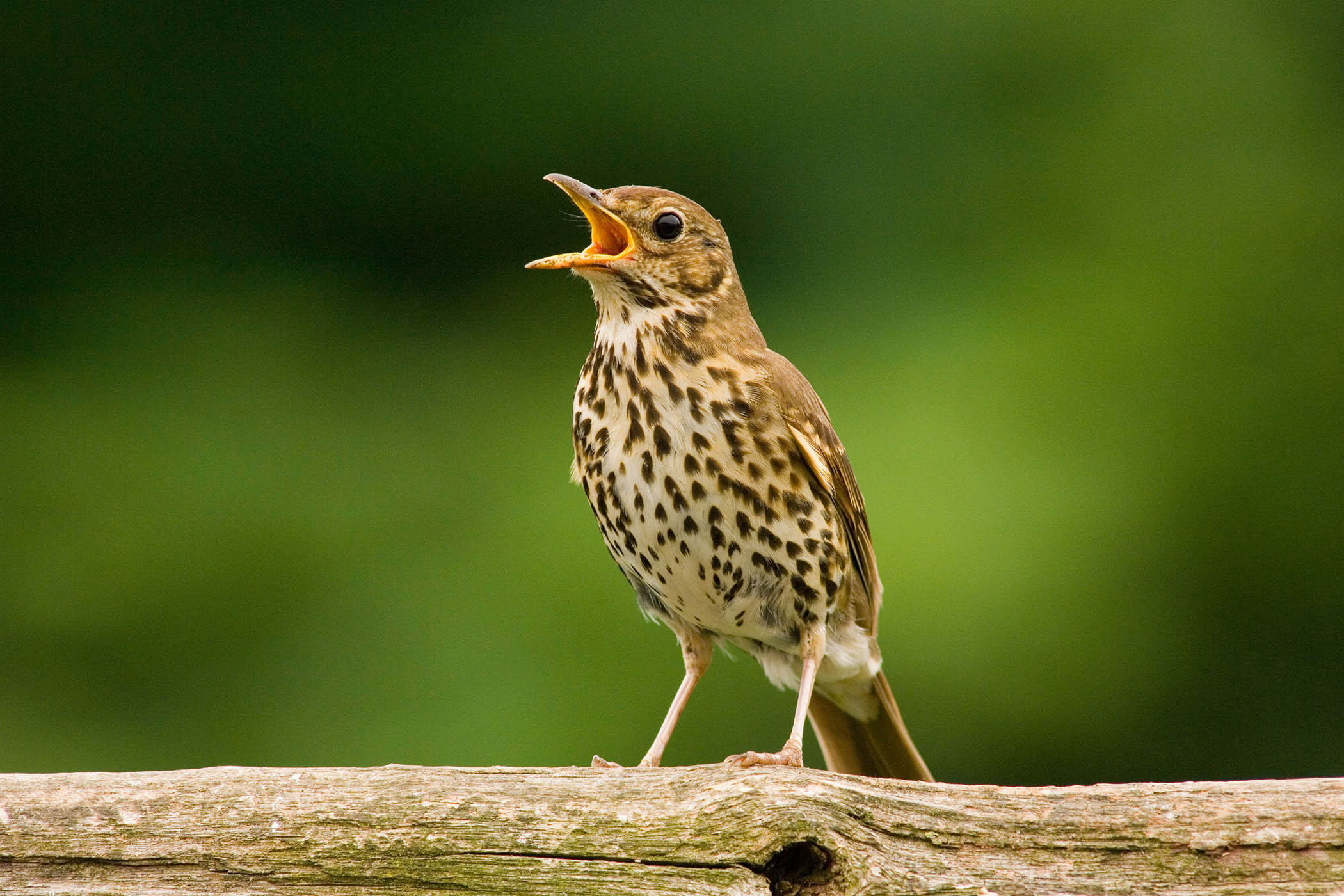 My week as a song thrush