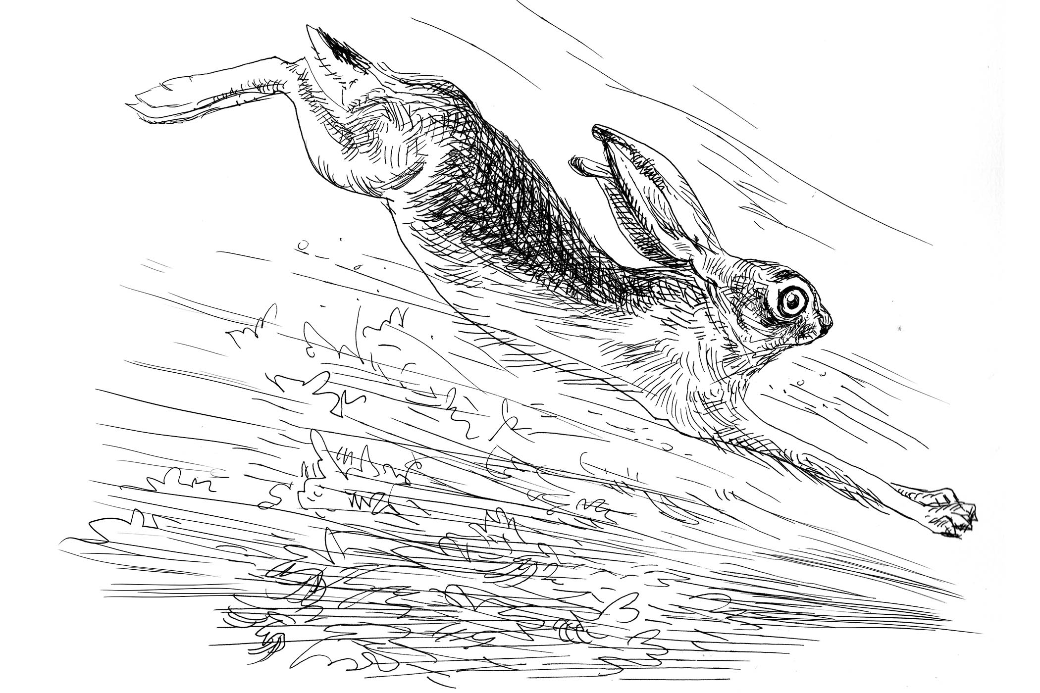 Light in the form of a hare