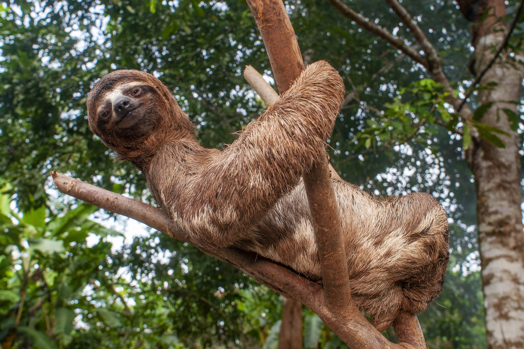 My week as a brown-throated three-toed sloth