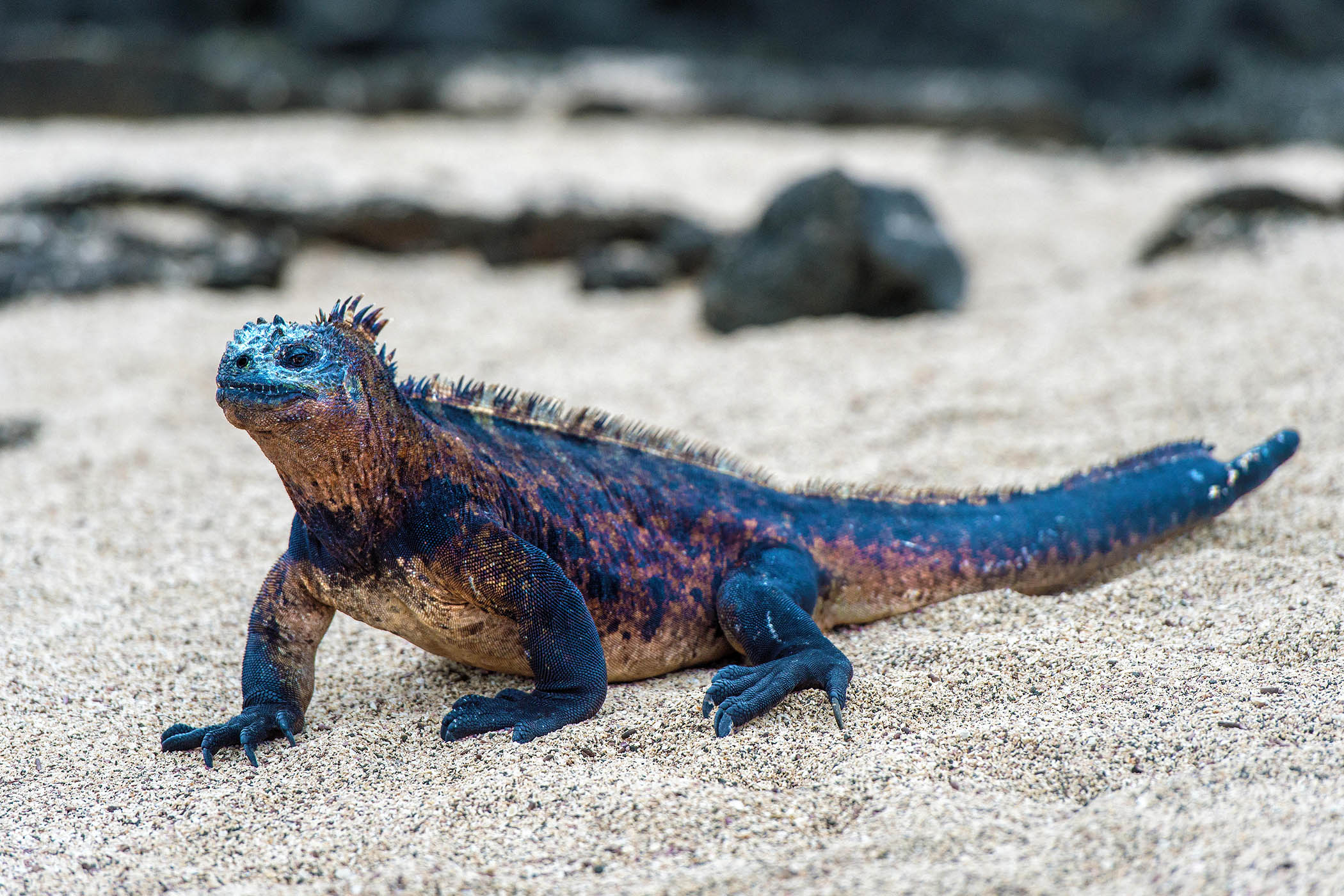 My week as a marine iguana