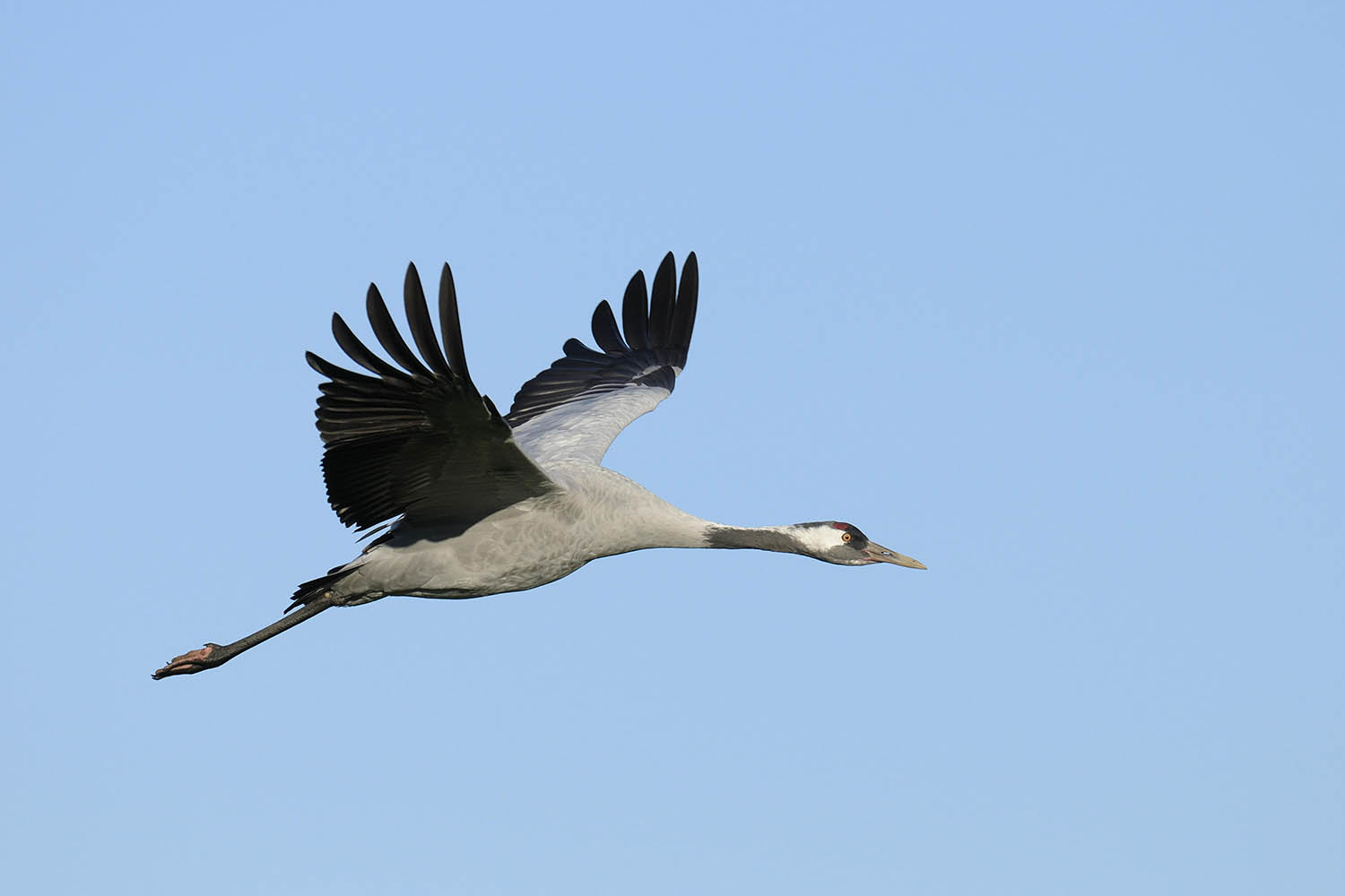 My week as a crane