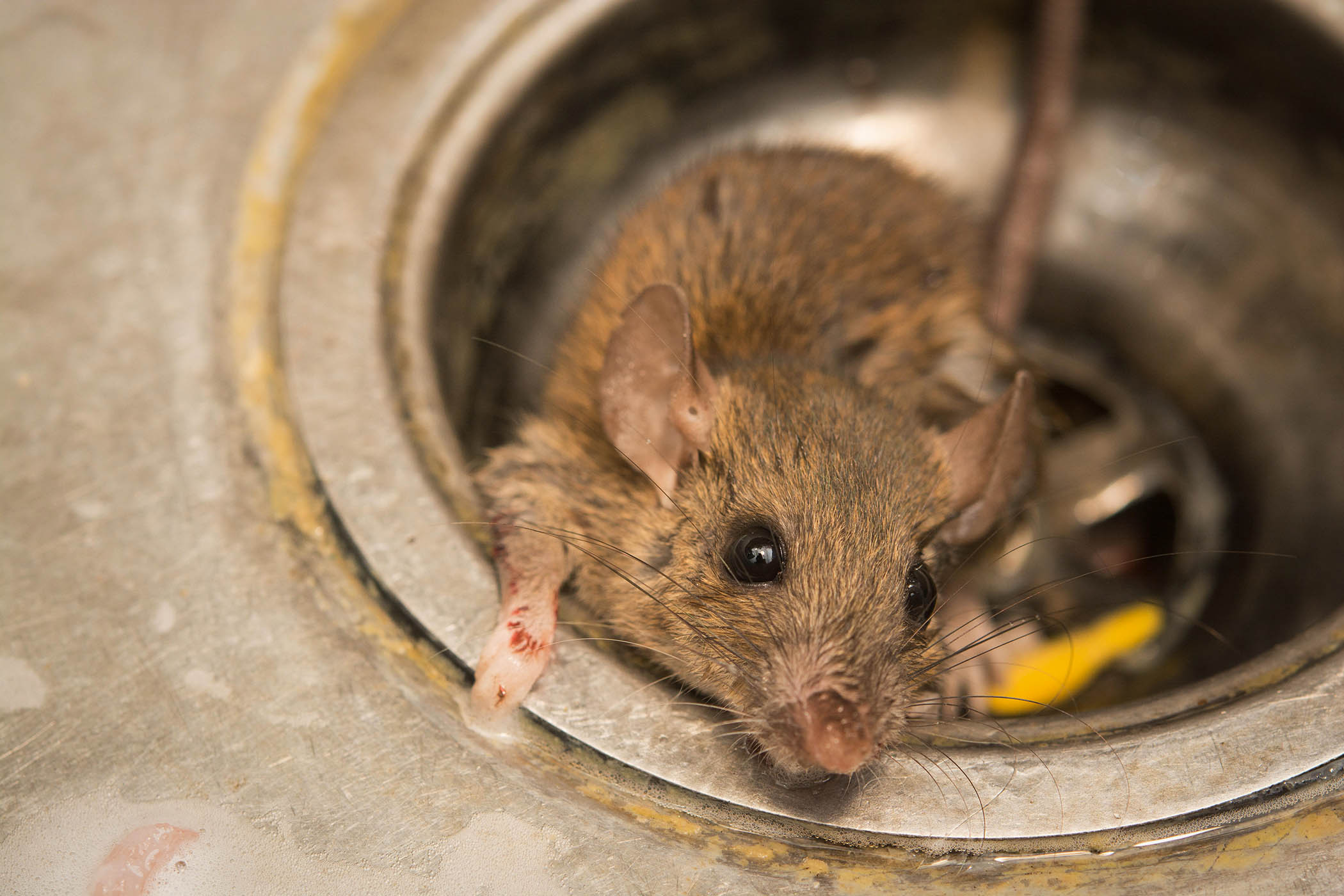 Rats run riot in infested student halls – and chew holes in Renters’ Rights Act