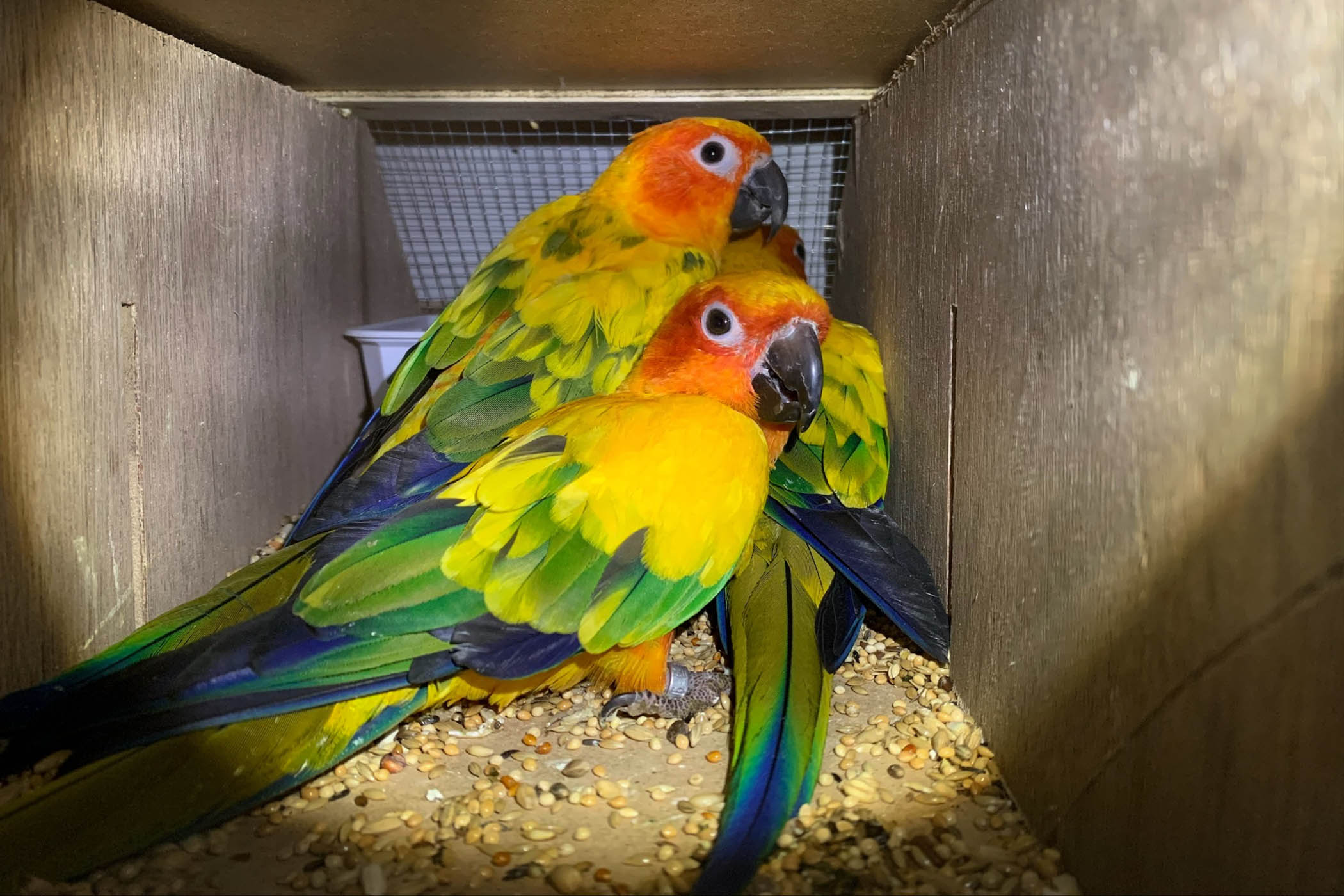 Smugglers cash in as dancing parrots go viral
